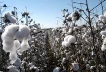 Proyectan aumentar a unas 10.000 hectáreas la superficie de algodón Algodon
