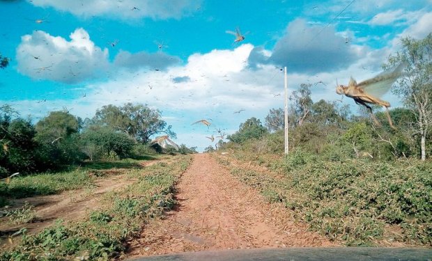langostas en el chaco