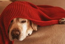 Paraguay endurece penas por maltrato animal: ¡Hasta 6 años de cárcel!