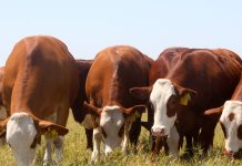 Senacsa invierte G. 40.000 millones en bonos de la AFD para financiar la recuperación del hato ganadero nacional