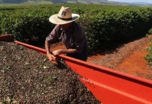 Brasil enfrenta una crisis cafetera por deforestación masiva: pérdida de 737.000 hectáreas amenaza producción y dispara precios internacionales