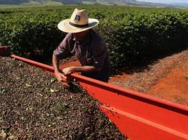 Brasil enfrenta una crisis cafetera por deforestación masiva: pérdida de 737.000 hectáreas amenaza producción y dispara precios internacionales