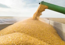 Exportaciones de soja caen 30% en valor y generan USD 751 millones menos de divisas hasta julio