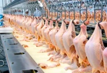 Paraguay concreta primera exportación avícola a Filipinas y registra récord en ventas cárnicas con ingresos de USD 2.255 millones
