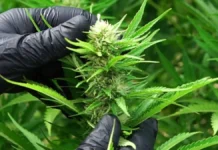 Estados Unidos aprueba severas restricciones al cáñamo que amenazan industria de US$28.000 millones y más de 300.000 empleos