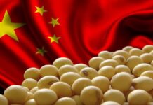 China suspende importaciones de soja de cinco plantas brasileñas por contaminación mientras amplía compras de grano estadounidense
