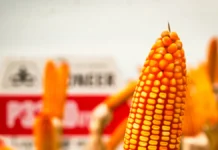 Sector agrícola paraguayo proyecta cosechas optimistas de soja y maíz zafriña con producción de hasta 6,5 millones de toneladas y mayor demanda interna