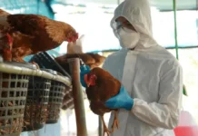 Crisis avícola en Argentina: quiebra de importante empresa amenaza 700 empleos, proveedores y la cadena del sector