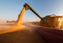 Mercado agrícola global se divide en el primer trimestre de 2026 por shock energético y crisis geopolítica